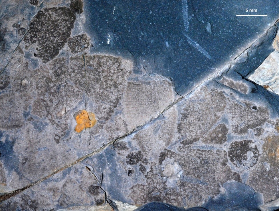 奥陶纪末生物大灭绝后的独特海洋生态系统——安吉动物群