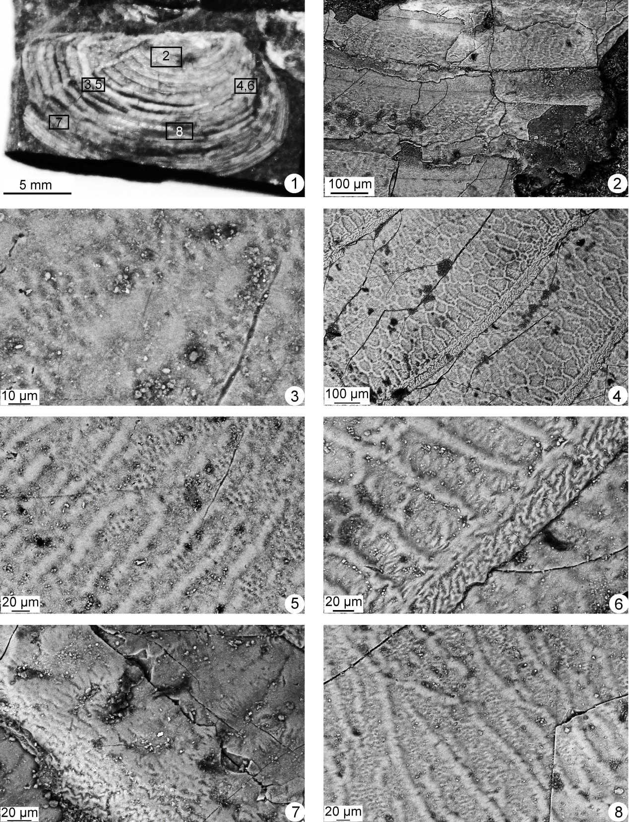 热河生物群叠饰叶肢介模式标本形态学研究新发现