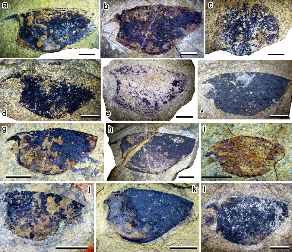 Thylacocephala新种Ankitokazocaris chaohuensis和其种内差异，比例尺为5mm